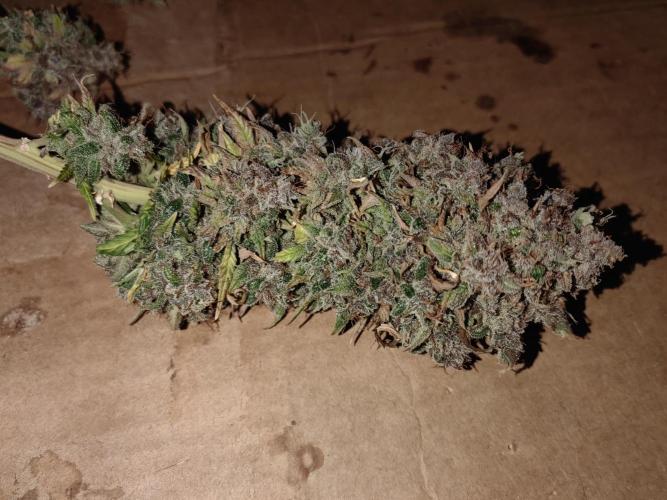 Banana Purple Punch Auto RF3. Week 13