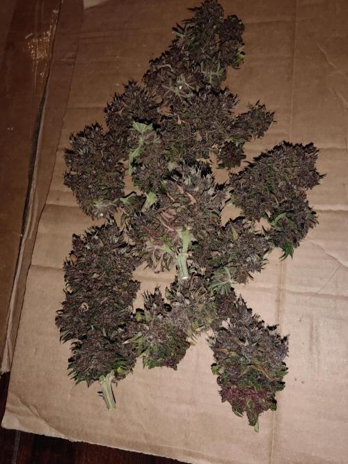 Banana Purple Punch Auto RF3. Week 13