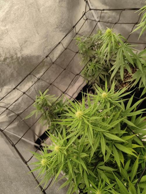 Photoperis, HAZE  & so :). Week 10