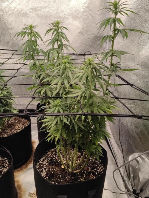 Photoperis, HAZE  & so :). Week 10