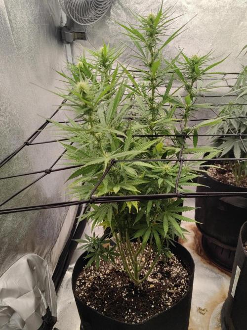 Photoperis, HAZE  & so :). Week 10
