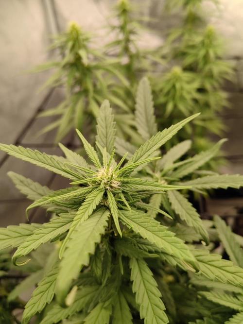 Photoperis, HAZE  & so :). Week 11
