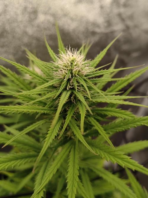Photoperis, HAZE  & so :). Week 11