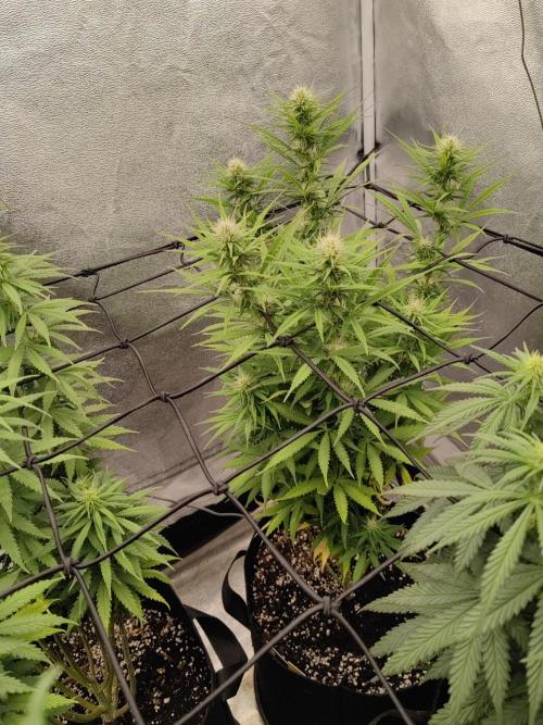 Photoperis, HAZE  & so :). Week 11