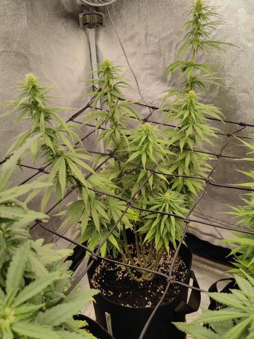 Photoperis, HAZE  & so :). Week 11