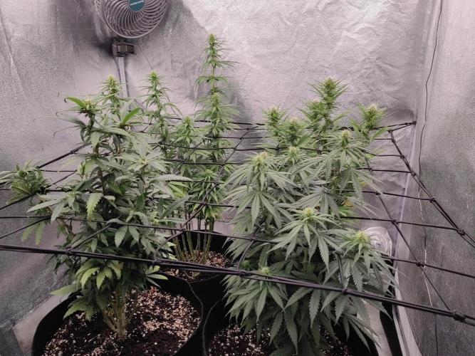 Photoperis, HAZE  & so :). Week 11