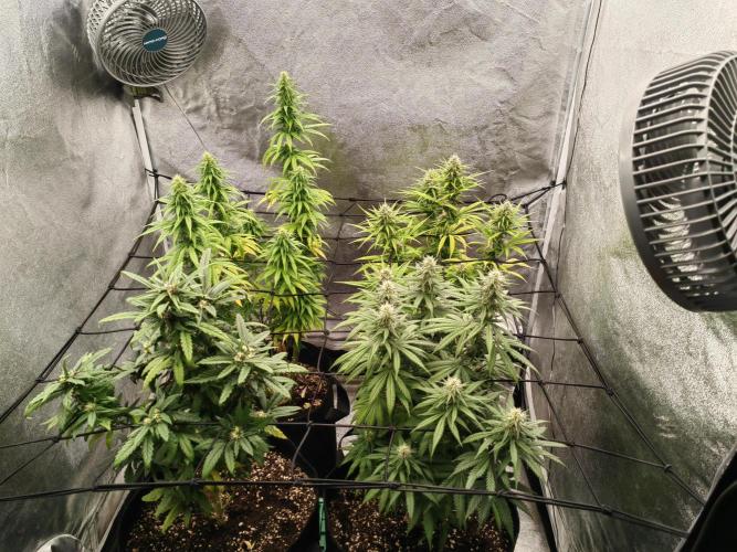 Photoperis, HAZE  & so :). Week 12
