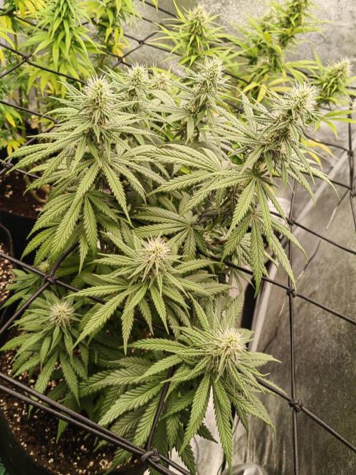 Photoperis, HAZE  & so :). Week 12