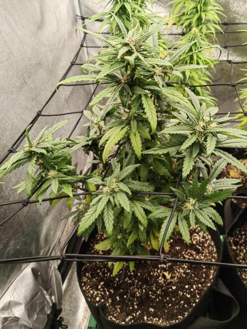 Photoperis, HAZE  & so :). Week 12