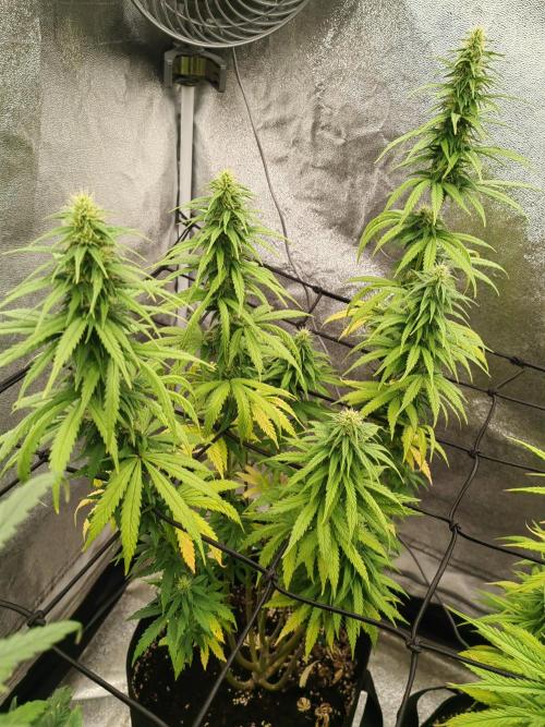 Photoperis, HAZE  & so :). Week 12