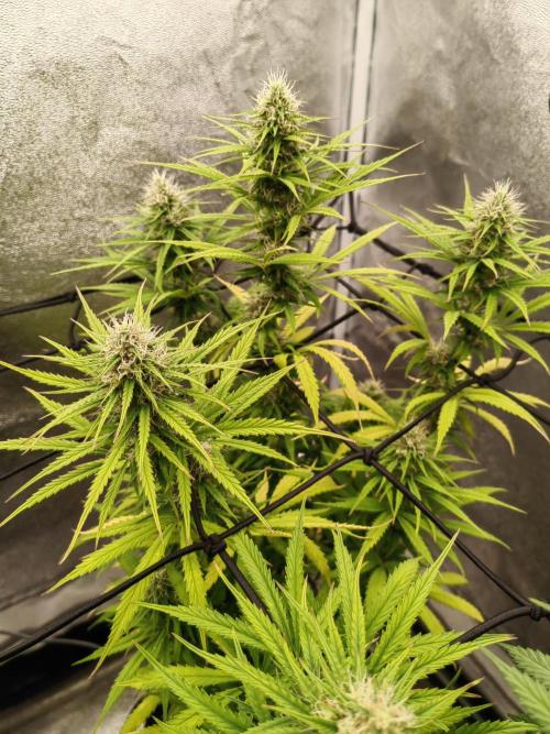 Photoperis, HAZE  & so :). Week 12