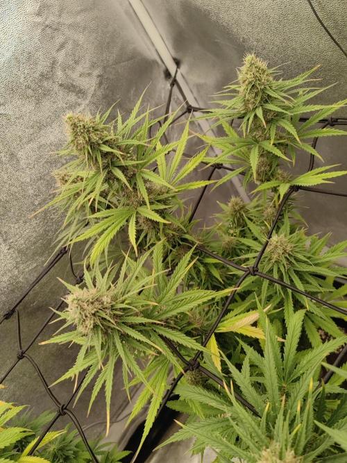 Photoperis, HAZE  & so :). Week 13