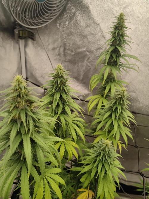 Photoperis, HAZE  & so :). Week 13