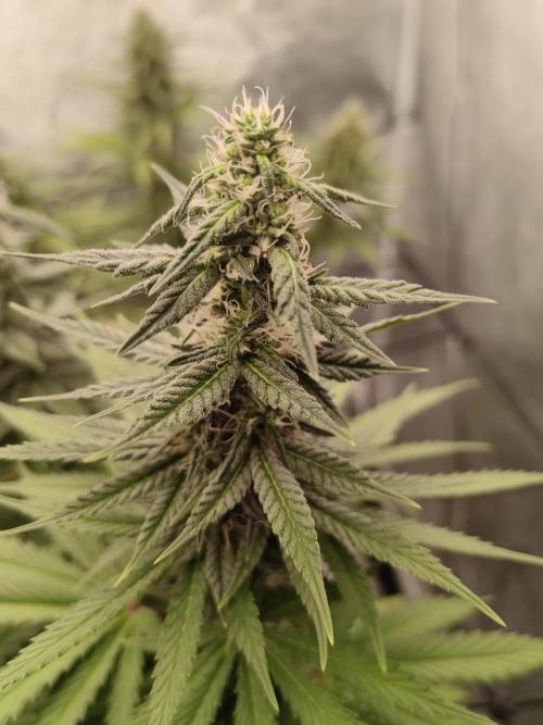 Photoperis, HAZE  & so :). Week 13