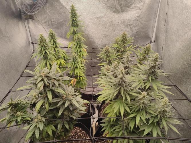 Photoperis, HAZE  & so :). Week 13