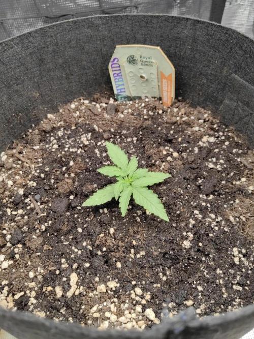 Automatics 2. Week 3