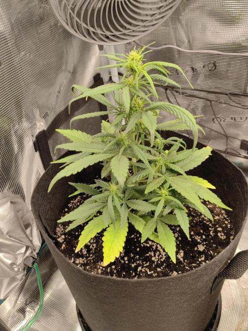 Automatics 2. Week 3
