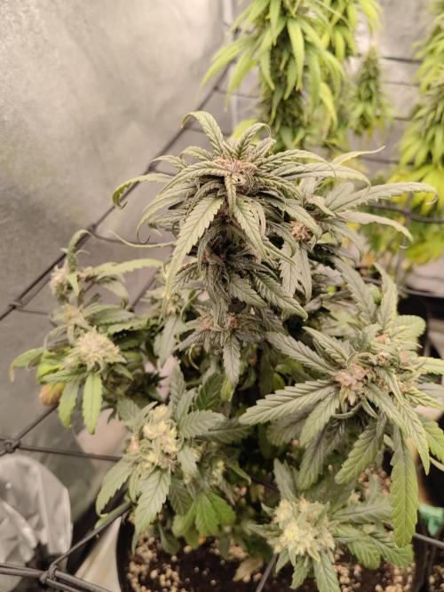 Photoperis, HAZE  & so :). Week 14