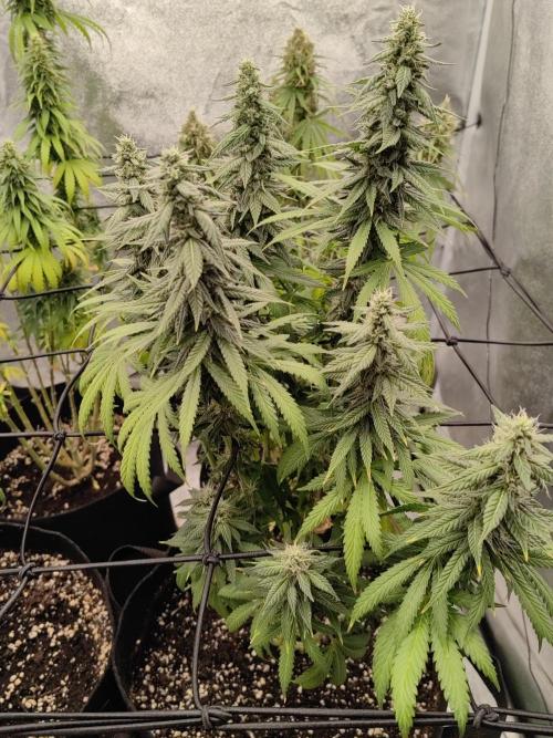 Photoperis, HAZE  & so :). Week 14