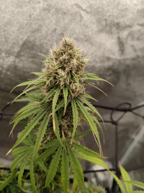 Photoperis, HAZE  & so :). Week 14