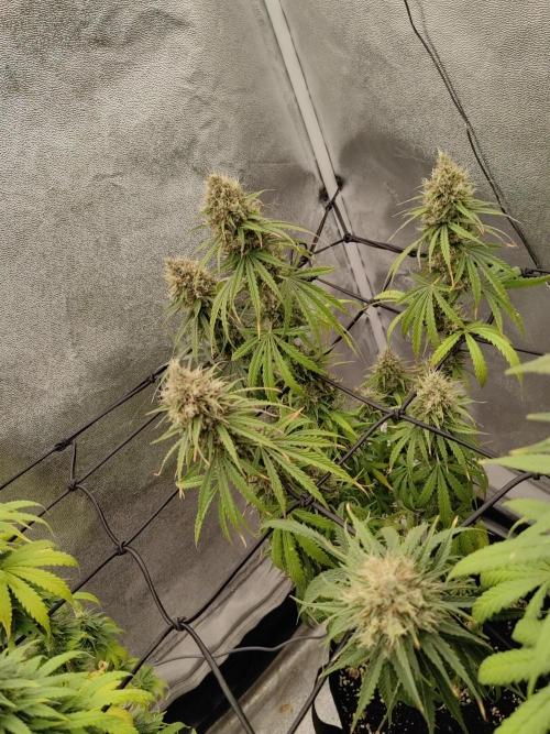 Photoperis, HAZE  & so :). Week 14