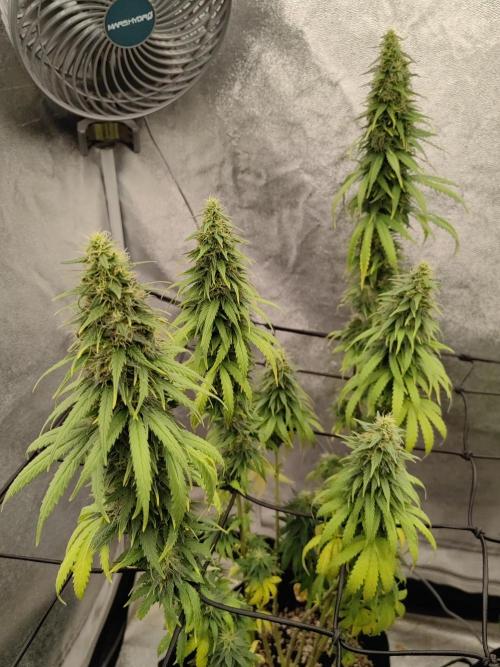 Photoperis, HAZE  & so :). Week 14