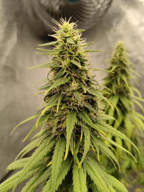 Photoperis, HAZE  & so :). Week 14