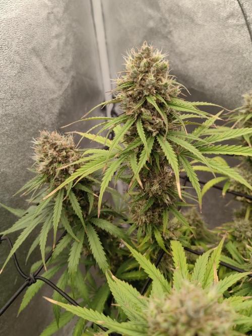 Photoperis, HAZE  & so :). Week 15