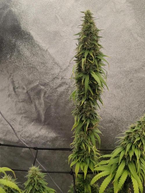 Photoperis, HAZE  & so :). Week 15