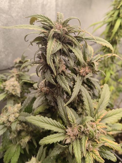 Photoperis, HAZE  & so :). Week 15