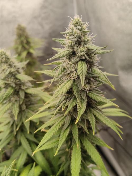 Photoperis, HAZE  & so :). Week 15