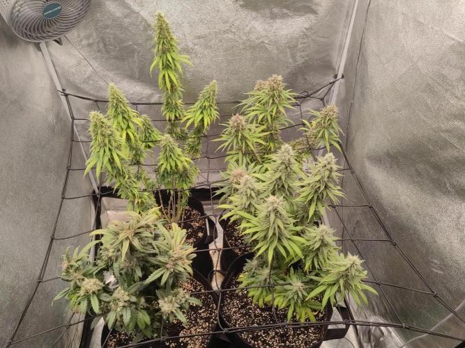 Photoperis, HAZE  & so :). Week 15
