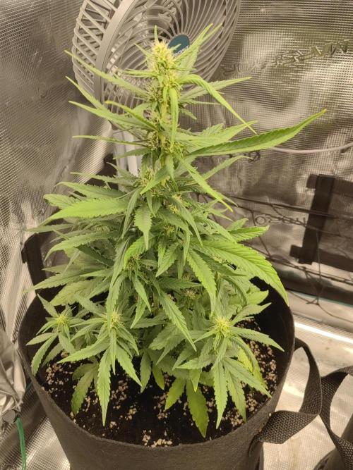 Automatics 2. Week 4