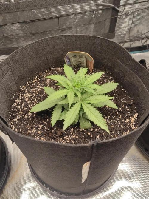 Automatics 2. Week 4