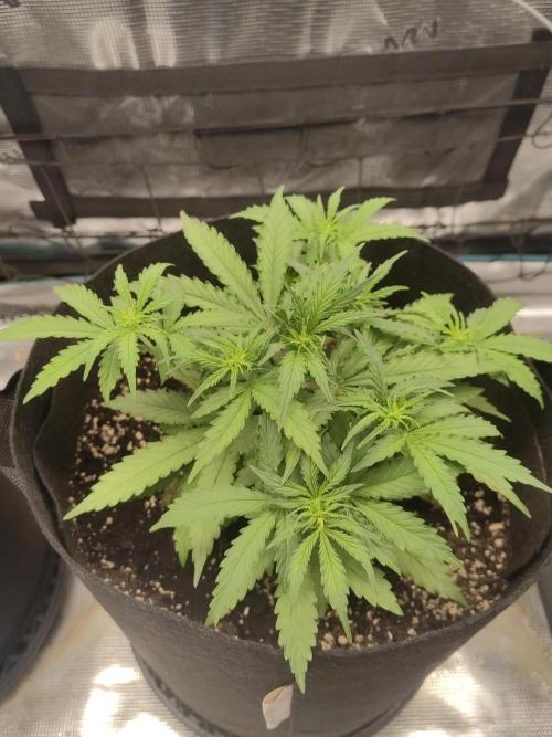 Automatics 2. Week 5