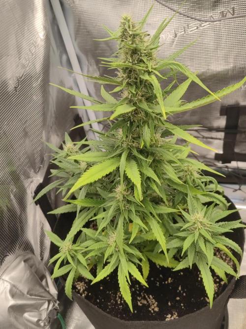 Automatics 2. Week 5