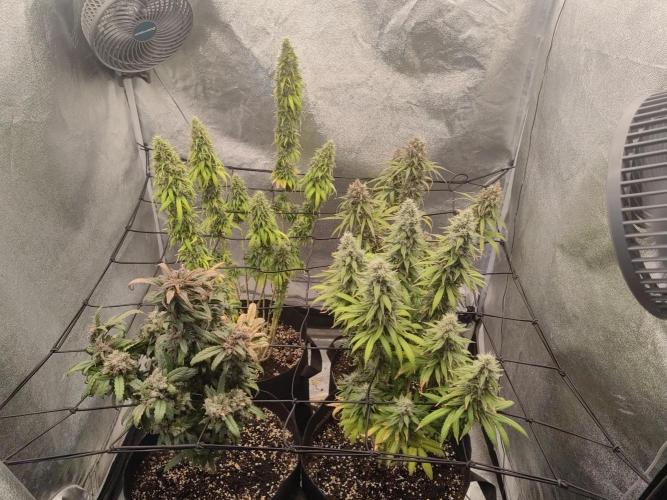 Photoperis, HAZE  & so :). Week 16
