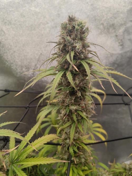 Photoperis, HAZE  & so :). Week 16