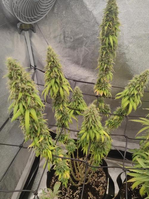 Photoperis, HAZE  & so :). Week 16