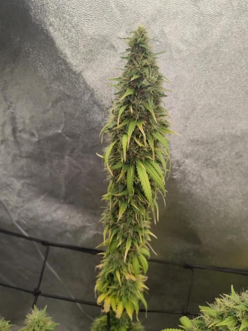 Photoperis, HAZE  & so :). Week 16