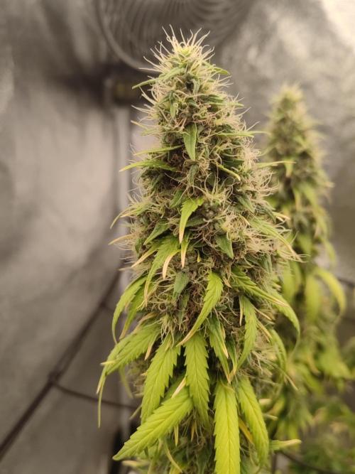 Photoperis, HAZE  & so :). Week 16