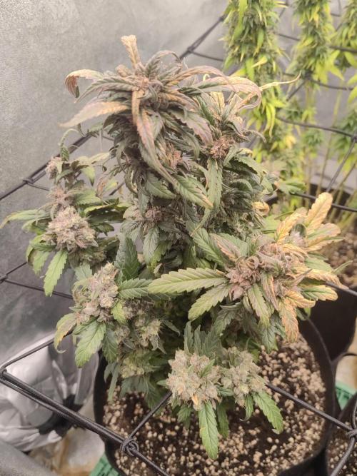 Photoperis, HAZE  & so :). Week 16