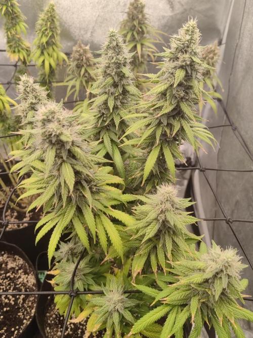 Photoperis, HAZE  & so :). Week 16