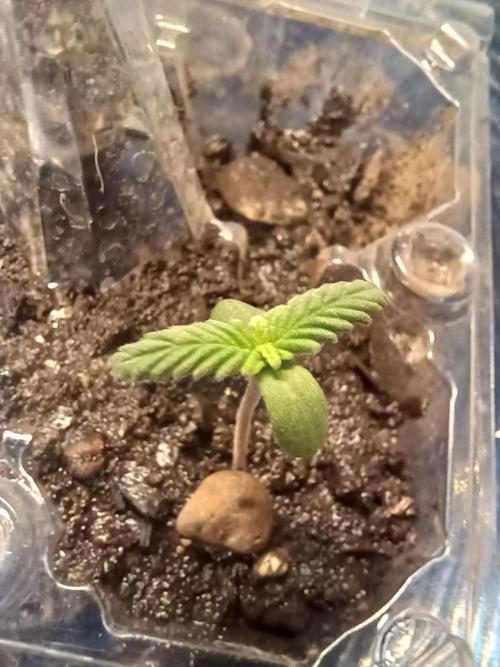 Bubba. Week 4