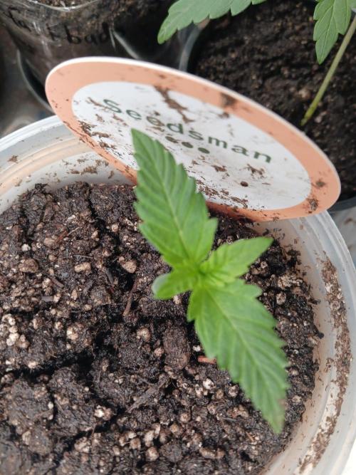 Sir mix alot. Week 2 - LA. Peyote 