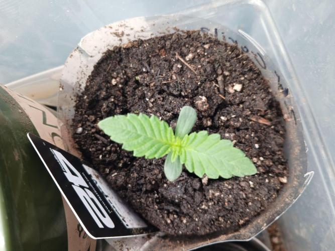 Sir mix alot. Week 2 - Strawberry gorilla 