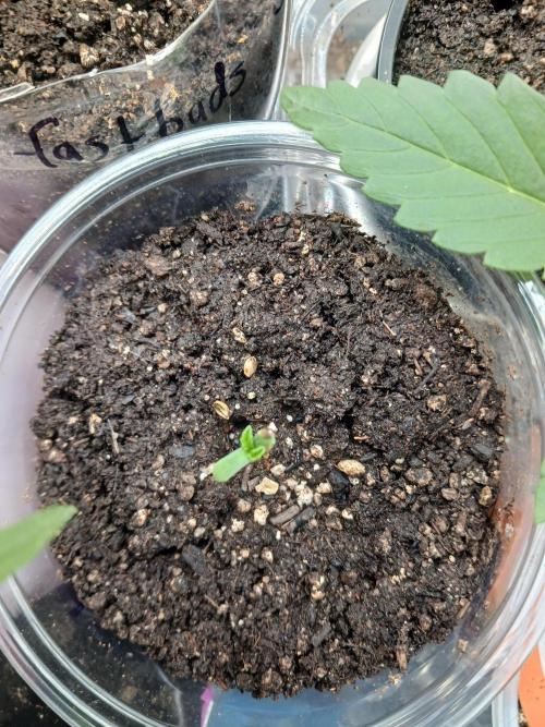 Should have waited. Week 0 - Papaya Sherbert 