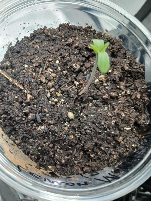 Should have waited. Week 0 - Lemon mandarin 