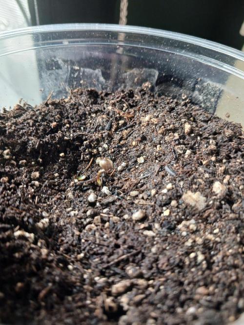 Should have waited. Week 0 - Z42