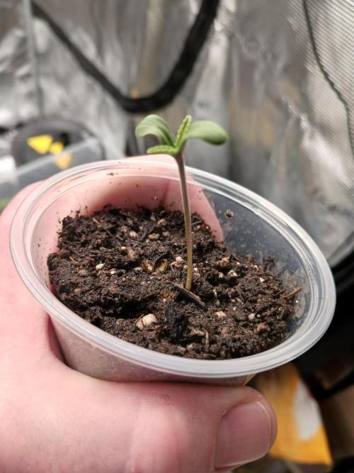 Should have waited. Week 0 - Slurricane 7
